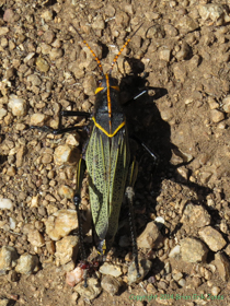 A beautiful (and large!) Horse Lubber (Taeniopoda eques) grasshopper.