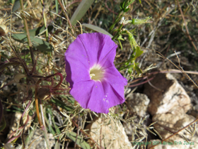 An Ivyleaf Morning-glory (Ipomoea hederacea) (I think) on Passage 10 of the Arizona Trail.