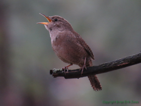 This little House Wren (Troglodytes aedon) wasn't phased by the weather as he sang his happy tune.