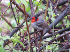 A Red-faced Warbler (Cardellina rubrifrons) near the Marshall Gulch Trailhead.
