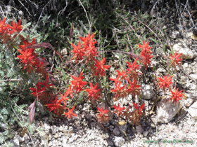 A beautiful Santa Catalina Indian Paintbrush (Castilleja tenuiflora) in bloom.