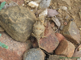 A Greater Short-horned Lizard (Phrynosoma hernandesi) trying to blend in to the rocks.
