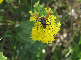 A photogenic Tarantula Hawk Wasp (Pepsis grossa).