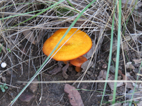 A type of Jack-O'-Lantern Mushroom on AZT Passage 12.