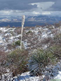 A snow covered yucca along AZT Passage 14.