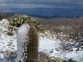 Snow covered cactus.