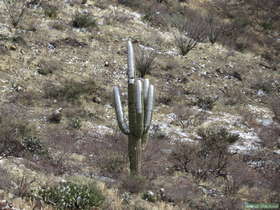 A saguaro cactus (Carnegiea gigantea) dusted with snow.