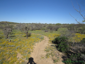 Some parts of the trail aren't as visually stimulating as others, but there were wildflowers everywhere.