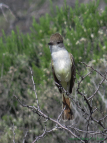 An Ash-throated Flycatcher (Myiarchus cinerascens) on AZT Passage 15.