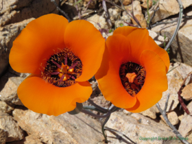 A pair of beautiful Desert Mariposa Lily (Calochortus kennedyi) flowers.