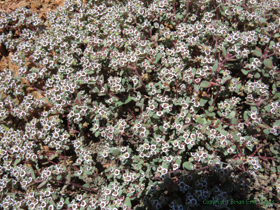 Smallseed Sandmat (Chamaesyce polycarpa).