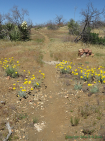 Desert Marigold (Baileya multiradiata) lines AZT Passage 15.