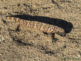 I was fortunate enough to find a Gila Monster (Heloderma suspectum) while roaming around the desert near camp.