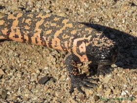 I think this Gila Monster (Heloderma suspectum) is saying, 'Do you feel lucky, mammal?  Well do ya?'