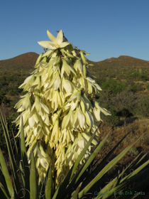 A Banana Yucca (Yucca baccata) glows in the late afternoon light.