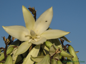 Banana Yucca (Yucca baccata) flowers are huge when they open up.