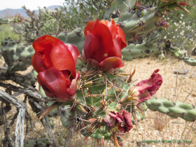 A cholla in bloom.