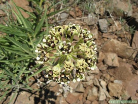 Spider milkweed (Asclepias asperula) on Passage 26 of the Arizona Trail.
