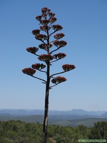 A Perry's agave (agave parryi) (I think) on Hardscrabble Mesa.