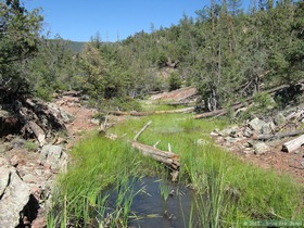 A pretty little stream below the pond at the Bradshaw Meadow watershed project.