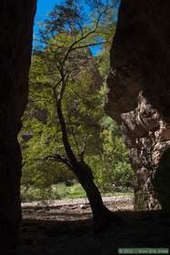 This tree was the gatekeeper to a slot canyon tributary to Hell Hole Canyon.