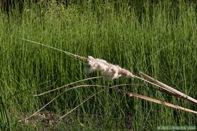 A cattail losing it's seeds in the wind in Aravaipa Canyon