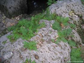 A fern covered boulder in Virgus Canyon