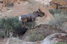 A bighorn (Ovis canadensis) in Horse Camp Canyon