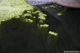 Interesting algae islands rooted into the black water of a pool in Horse Camp Canyon