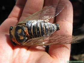 A large Apache cicada (Diceropracta apache) in Aravaipa Canyon
