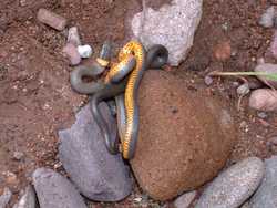 A Ringneck snake (Diadophis punctatus)