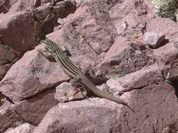 A species of whiptail lizard