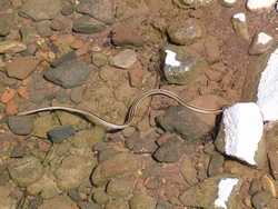 A Blackneck Garter Snake (Thamnophis cyrtopsis)