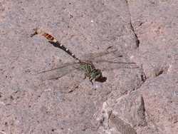 A neat torquoise-headed dragonfly.