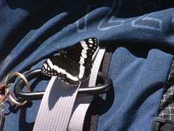 A butterfly on Shannon's pack.