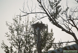 An osprey nest on the Bitteroot River near Angler's Roost.