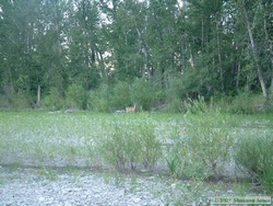 This is the deer that Shan took about 3,926 pictures of.