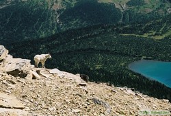 A Rocky Mountain Goat (Oreamnus americanus) poses for us.