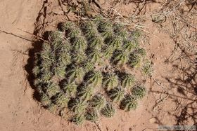 An interesting cactus in Grand Gulch.
