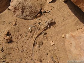 A plateau fence lizard (Sceloporus tristichus) at Turkey Pen Ruin in Grand Gulch.