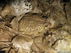 Woodhouse's toad (Bufo woodhousii) in our camp near Junction Ruin in Grand Gulch.