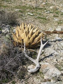A deer shed near a dead agave..