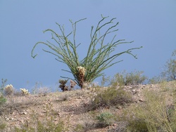 A Teddybear Cholla and Ocotillo in the late afternoon sun.