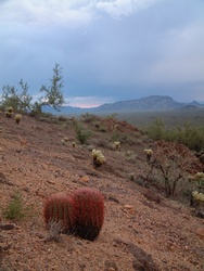 A barrel cactus holds on to the steep hillside.