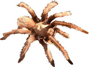 A nine-legged tarantula.