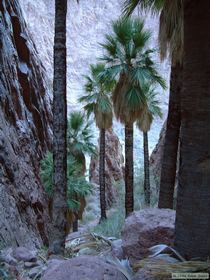 Looking down from the palms.