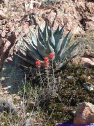 Indian Paintbrush and an agave
