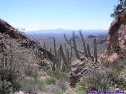 Organ Pipe cactus high up on the mountain.
