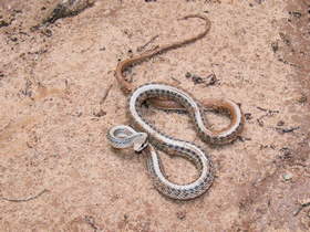 A Western Patch-nosed Snake (Salvadora hexalepis) in Buckskin Gulch.