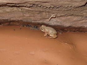 A Red-spotted Toad (Bufo punctatus) in Buckskin Gulch.
